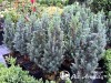 Eglė baltoji ,Sanders Blue' (lot. Picea glauca) 